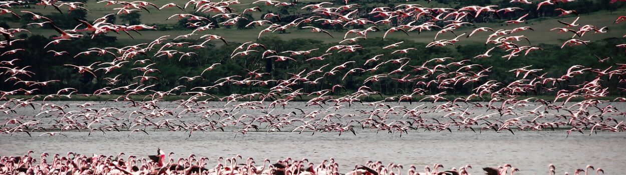 Flamant Rose