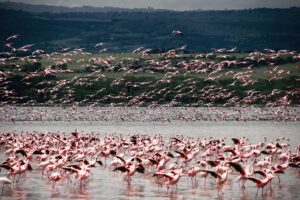 Flamant Rose