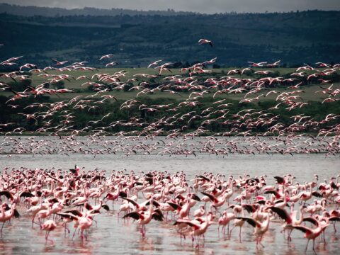 Flamant Rose