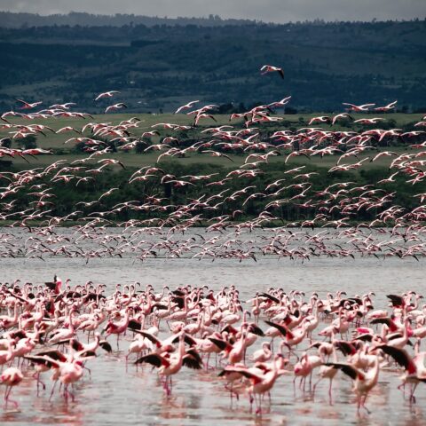 Flamant Rose