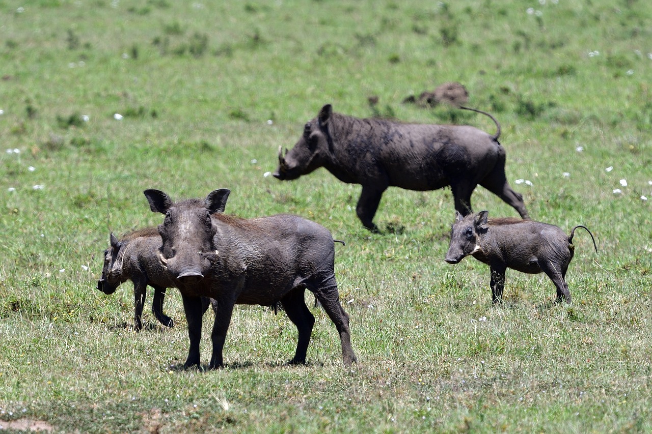 Phacochères au Kenya