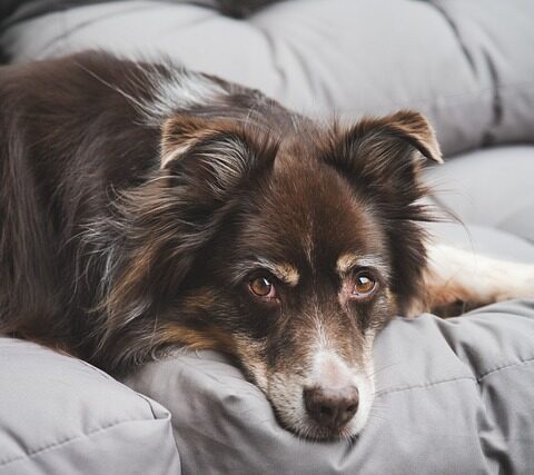 animal stressé