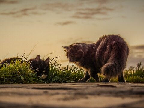 l'herbe à chat