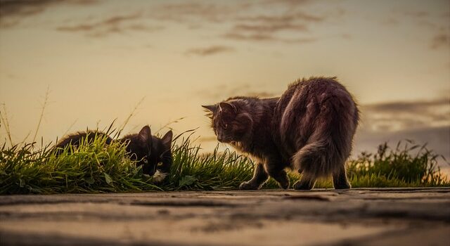 l'herbe à chat