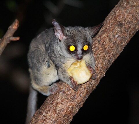 animaux nocturnes