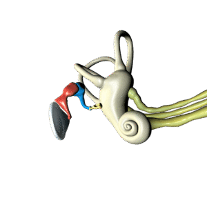 ear anatomy, ear 3d anatomy, anatomy, ear anatomy, ear anatomy, ear anatomy, ear anatomy, ear anatomy