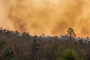 Les impacts des feux de forêt sur la pollution atmosphérique