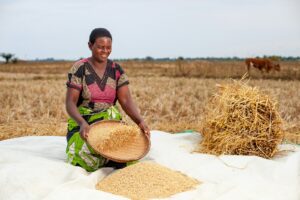 Culture du riz