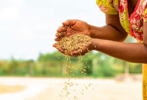 Culture du riz