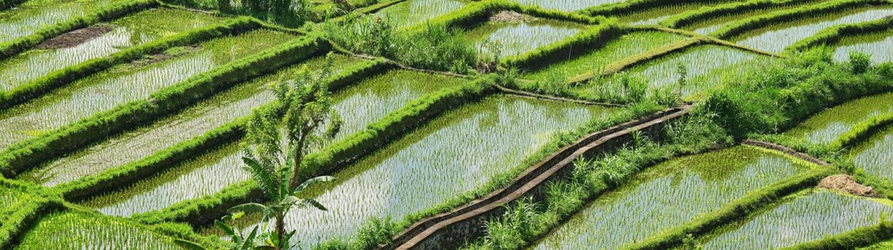 Culture du riz