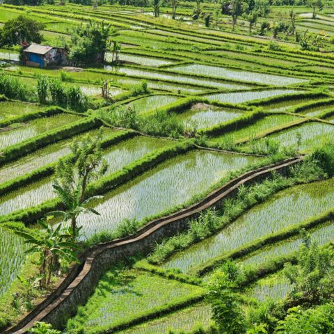 Culture du riz