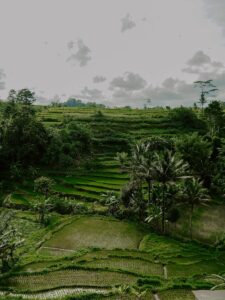 Culture du riz