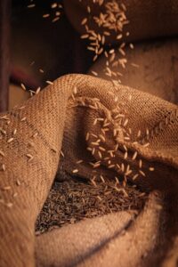 Culture du riz