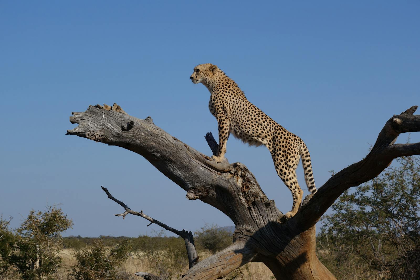 Leopard au Kenya