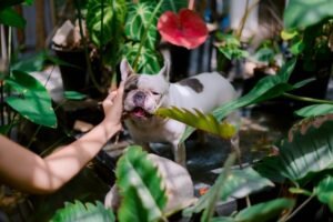Pourquoi choisir des soins naturels pour vos animaux