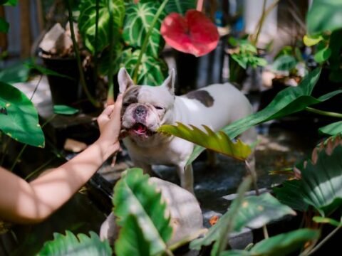 Pourquoi choisir des soins naturels pour vos animaux