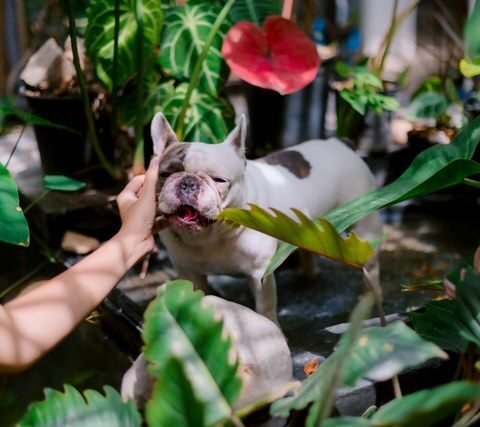 Pourquoi choisir des soins naturels pour vos animaux