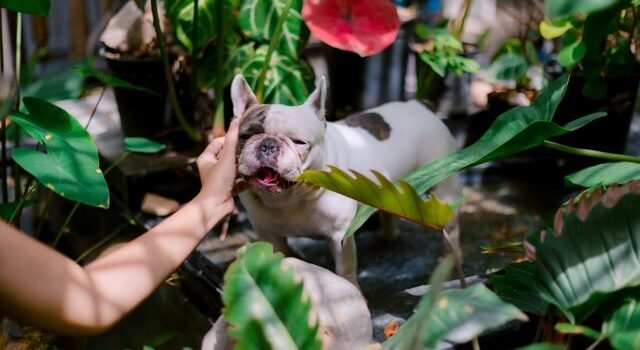 Pourquoi choisir des soins naturels pour vos animaux