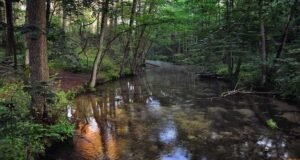 Rivière calme traversant une forêt dense, entourée d'arbres et de végétation verte