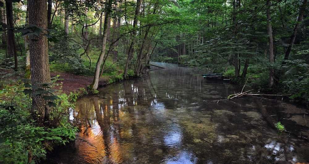 Rivière calme traversant une forêt dense, entourée d'arbres et de végétation verte Rivière calme traversant une forêt dense, entourée d'arbres et de végétation verte
