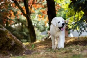 Chien blanc marchant dans une forêt ensoleillée avec des feuilles d'automne
