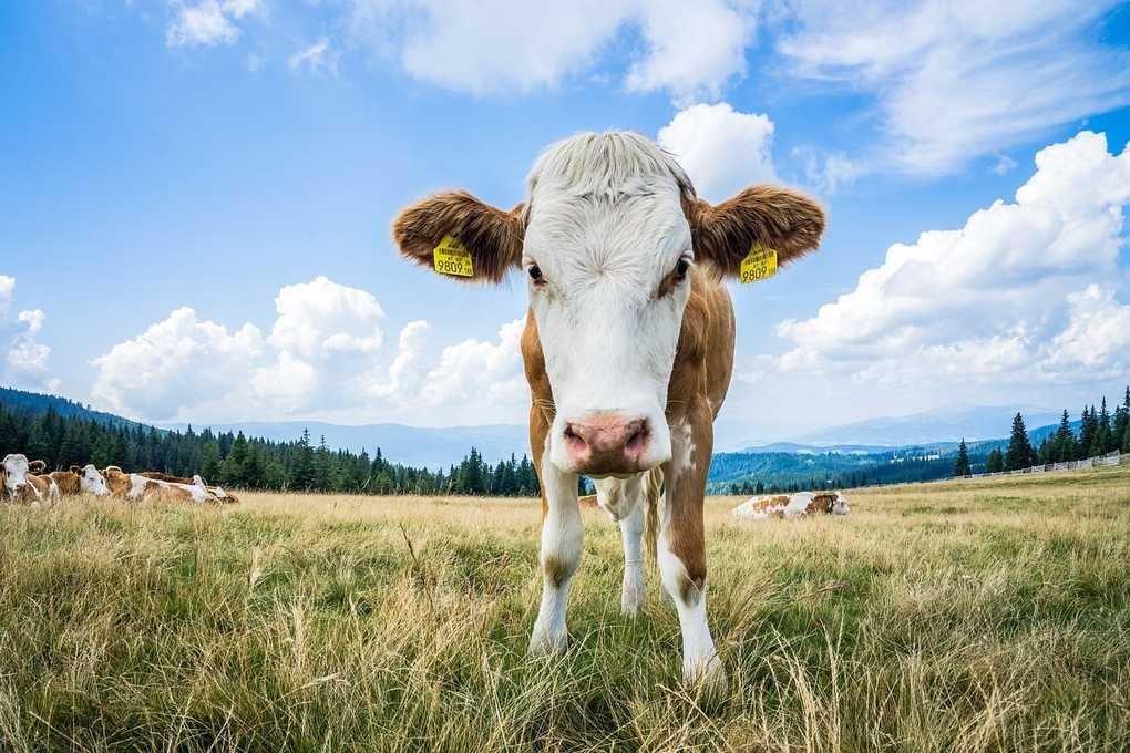 Veau brun et blanc avec étiquettes d'oreille dans un champ herbeux, vaches et montagnes au loin, ciel bleu