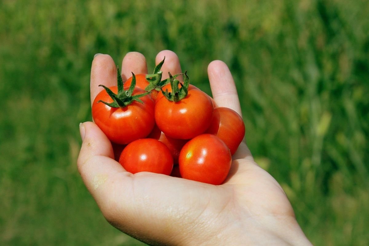 Main tenant cinq tomates mûres avec feuilles vertes