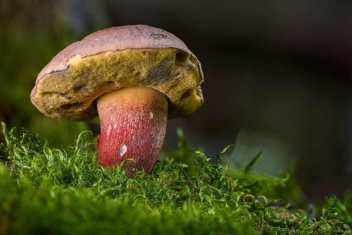 Champignon rosé sur mousse, chapeau brun foncé, environnement naturel