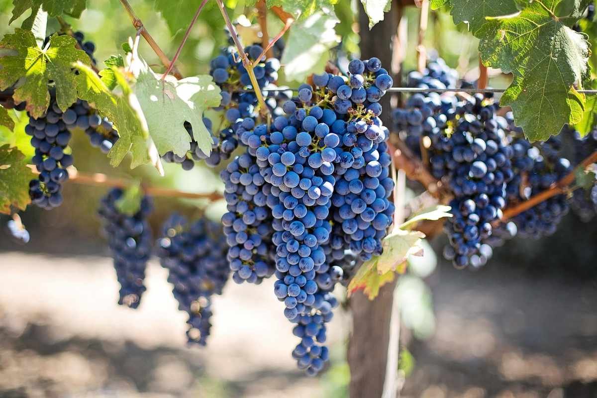 Raisins sur une vigne ensoleillée