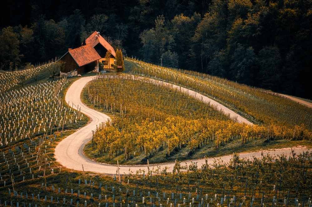 Route sinueuse dans une vigne avec une maison à l'arrière-plan